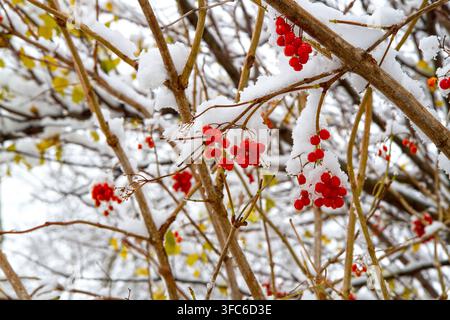 Red viburnum berries under the snow. The first snow in winter in the garden. Stock Photo