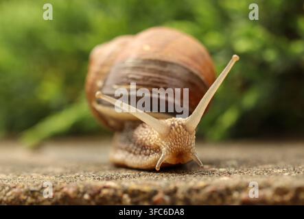 Snail crawling on a textured surface with a blurred green background, displaying its shell and sensory tentacles Stock Photo
