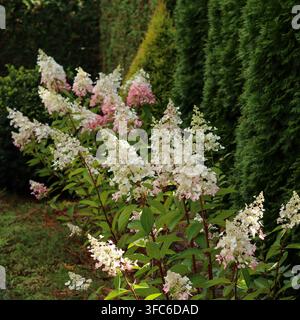 Hydrangea paniculata 'Pinky Winky' shrubs blooming in a garden border, showing changing pink and white flowers Stock Photo
