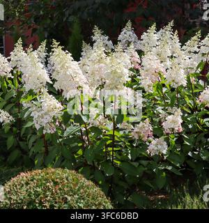 Panicle hydrangeas blooming with white flowers in a summer garden, natural landscaping and ornamental plants Stock Photo