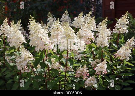 Panicle hydrangeas blooming, showcasing white and pale pink flower clusters in a lush summer garden Stock Photo