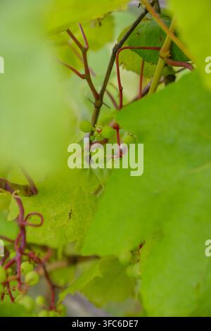 Close-up view of young green grape clusters developing on a grapevine, surrounded by vibrant leaves and winding stems. Natural vineyard detail suited Stock Photo