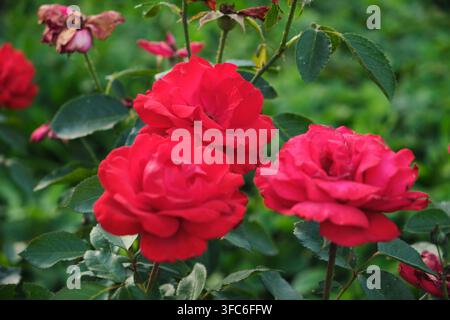 Three vibrant red roses blooming closely together surrounded by lush green foliage in sunny garden Stock Photo