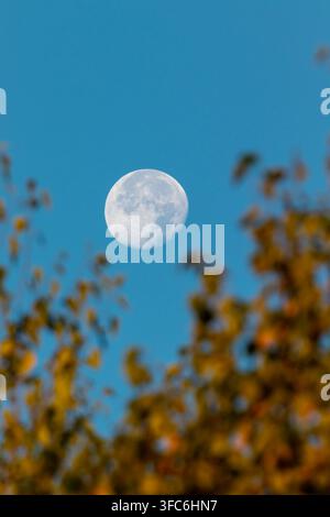 A nearly full daytime moon seen through blurred yellow autumn tree leaves in the early morning sky, September 2024 Stock Photo