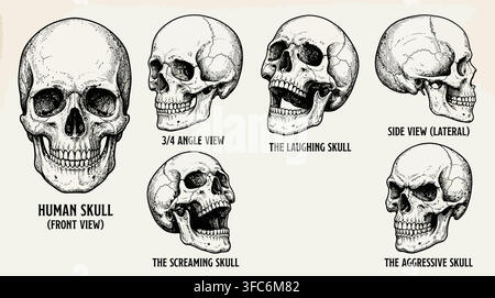 Hand-drawn human skulls in six distinct poses. Each skull shows unique expressions. Front view captures solemn gaze. Three-quarter angle reveals depth Stock Vector
