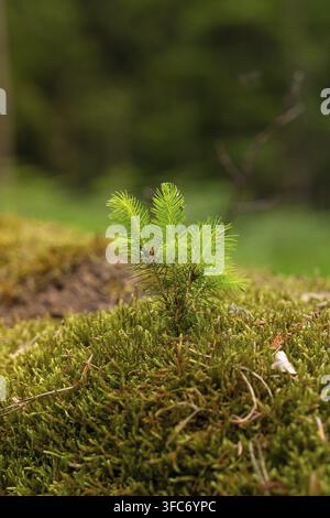 A small tree grows on a moss-covered ground, Simmelhuette, Bad Wildbad. germany Stock Photo