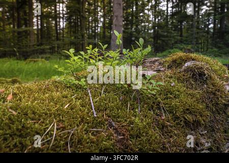 Moss-covered tree stump in a quiet forest, overgrown by small plants, Simmelhuette, Bad Wildbad. germany Stock Photo