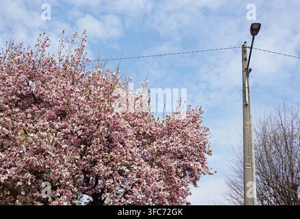 Cherry blossom branches and street light Stock Photo