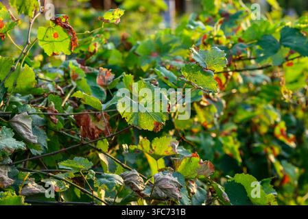A warm, diffused light illuminates a late afternoon vineyard scene, showcasing the intricacies of grape leaf textures, vibrant greens transitioning to Stock Photo