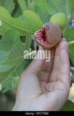 Ripe purple fig growing on a fig tree Stock Photo