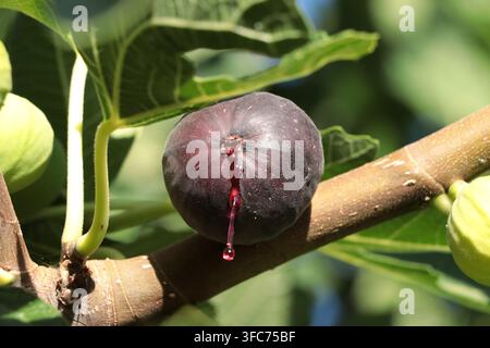 Ripe purple fig growing on a fig tree Stock Photo