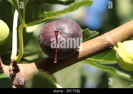 Ripe purple fig growing on a fig tree Stock Photo