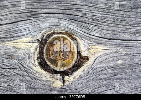 Close-up shot showcasing a circular tree knot surrounded by weathered grey wood with visible grain and texture Stock Photo