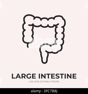 Large intestine line icon. Colon anatomy linear vector illustration. Thin sign of human bowel outline for digestion, gastroenterology, colorectal Stock Vector