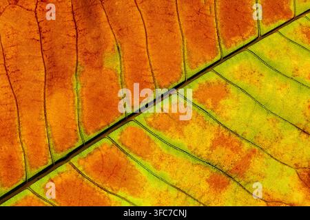 Close up of autumn beech leaf with intricate veins in vibrant orange yellow and green tones Stock Photo