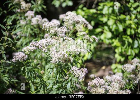 Image shows clusters of white and light purple flowers with green foliage. The background is a mix of green leaves and dark shadows Stock Photo