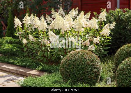 Hydrangea paniculata Limelight shrubs blooming in a lush summer garden landscape with trimmed bushes and green foliage Stock Photo