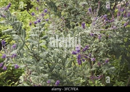 Leadplant (Amorpha canescens). Called Downy indigo bush, Prairie shoestring and Buffalo bellows also Stock Photo