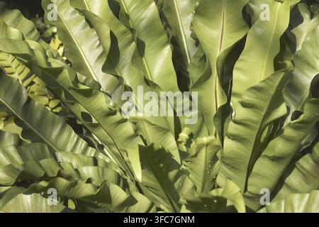 Bird's nest fern (Asplenium nidus). Close-up image of leaves Stock Photo
