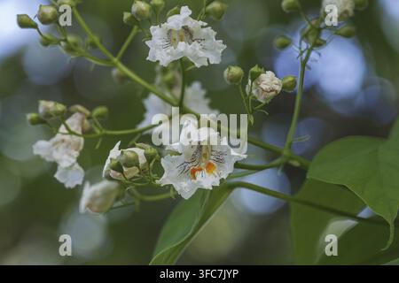 Northern catalpa (Catalpa speciosa). Called Hardy Catalpa, Western Catalpa, Cigar Tree and Catawba-tree also Stock Photo