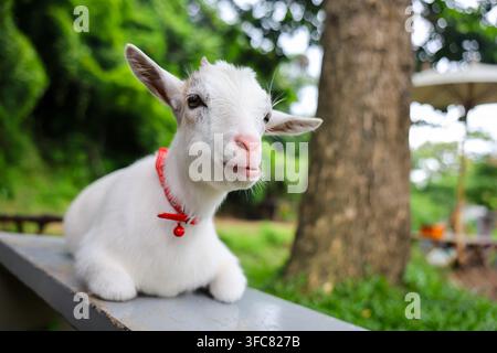A white goat with red collar resting on gray bench in green woodland setting, creating playful animal portrait with gentle expression and natural outd Stock Photo