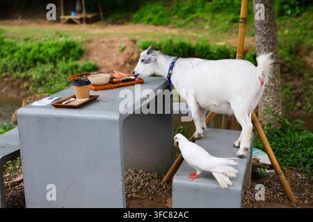 A white goat resting beside concrete table and white dove in green garden, with coffee and bread nearby creating peaceful rural outdoor scene Stock Photo