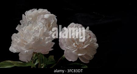 Bouquet of beautiful white peonies with green leaves isolated on black background, low key moody studio floral photography, dramatic lighting art Stock Photo
