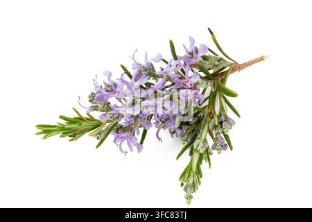 Fresh Flowering Rosemary Branch with Purple Blossoms Isolated on White Stock Photo