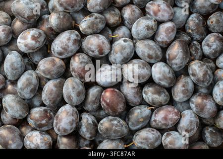A lot of fresh blue plums fruit. Texture background of fresh blue plums. Close up, top view Stock Photo
