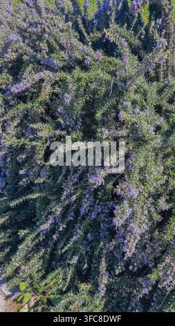 Close up view of dense flowering rosemary bush with small purple flowers green needle leaves and natural sunlight in garden vertical stock photo. Stock Photo