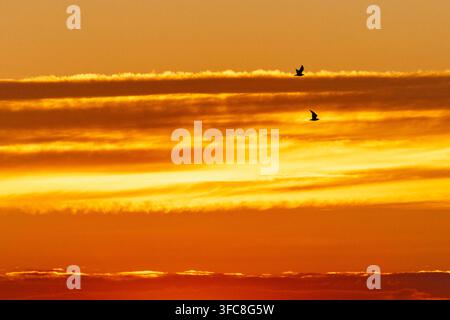 Two seagulls glide through the warm golden sky above the gentle waves of Liverpool Bay, embraced by the vibrant hues of a breathtaking sunset, creatin Stock Photo