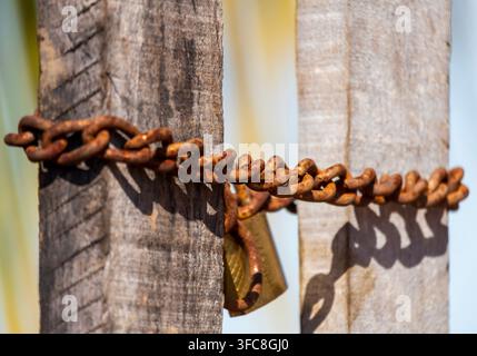 An old heavy-duty, rusty chain wrapped securely around a rustic wooden fence gate held by a brass padlock with a smooth background Stock Photo