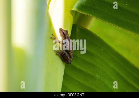 Close-up of a tiny tree frog resting on a light green tropical banana tree against a smooth background Stock Photo