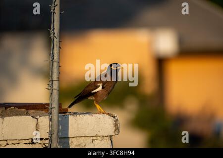 Common myna bird standing on concrete wall beside barbed‑wire post in warm golden hour light Stock Photo