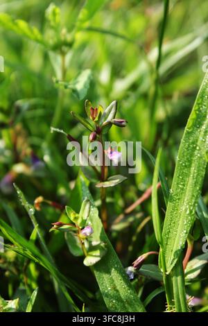 Macro shot of tiny purple wild flower with morning dew droplets on grass Stock Photo