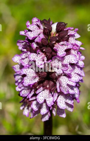 Close-up of a rare Lady orchid (Orchis purpurea) blooming in a wild meadow Stock Photo