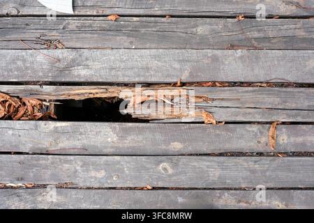 Broken weathered wooden boardwalk texture with a hole and dry autumn leaves inside the gap. Old rotten gray timber planks on a terrace floor or pier b Stock Photo