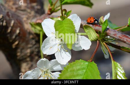 a single Ladybug Resting on Delicate Cherry Blossoms in Spring Stock Photo