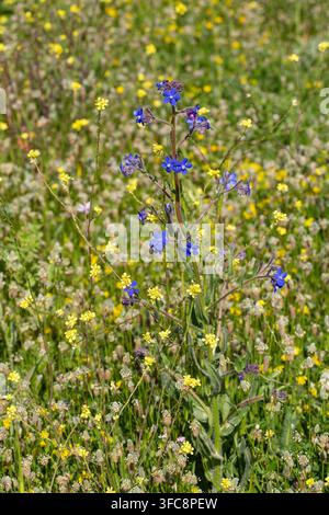 Vibrant blue Italian Bugloss (Anchusa azurea) flowers blooming in a wild spring meadow Stock Photo