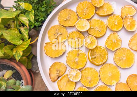 Lemon Slices Drying on a White Plate in a Green Balcony Garden Stock Photo