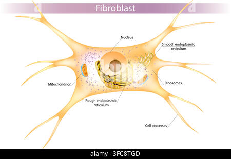 Medical illustration of fibroblast cell anatomy. Educational diagram of a connective tissue cell involved in extracellular matrix and collagen Stock Vector