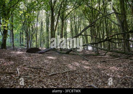 Mature deciduous woodland with fallen branches and leaf covered forest floor in West Woods, Wiltshire, England. Stock Photo
