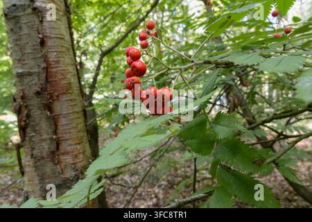 Red rowan berries growing on a rowan tree among woodland vegetation in West Woods, Wiltshire, England. Stock Photo