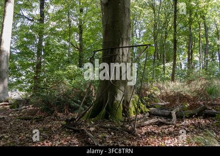 Old rusted metal gate leaning against a moss covered tree in West Woods, Wiltshire, England. Stock Photo
