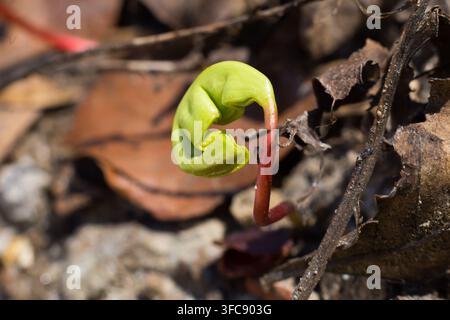 the little plant grows among the leaves in the Woods nature Stock Photo