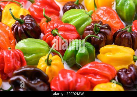 Assorted habanero peppers in different colors tightly packed, top view. Fresh chili mix, organic vegetables, colorful food pattern Stock Photo