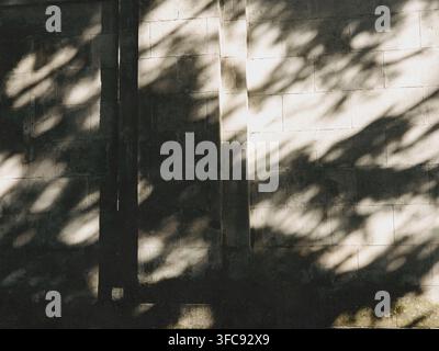 Abstract shadows of tree branches cast across a sunlit wall creating an organic pattern of light and shade. Minimalist fine art background with soft n Stock Photo