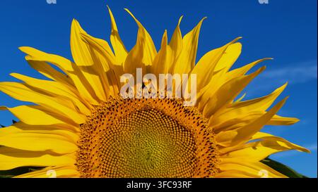 Close-Up of Large Sunflower in Bright Morning Sunshine Against Deep Blue Sky, Switzerland Stock Photo
