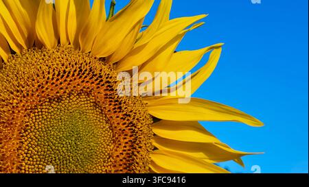 Close-Up of Large Sunflower in Bright Morning Sunshine Against Deep Blue Sky, Switzerland Stock Photo