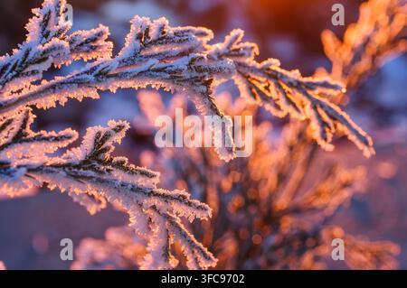 Delicate ice crystals sparkle on evergreen branches as the morning sun casts a warm, golden light across the frosty landscape Stock Photo